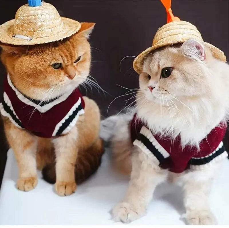 Dog Sweater College Outfits